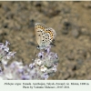 plebejus argus talysh female 1